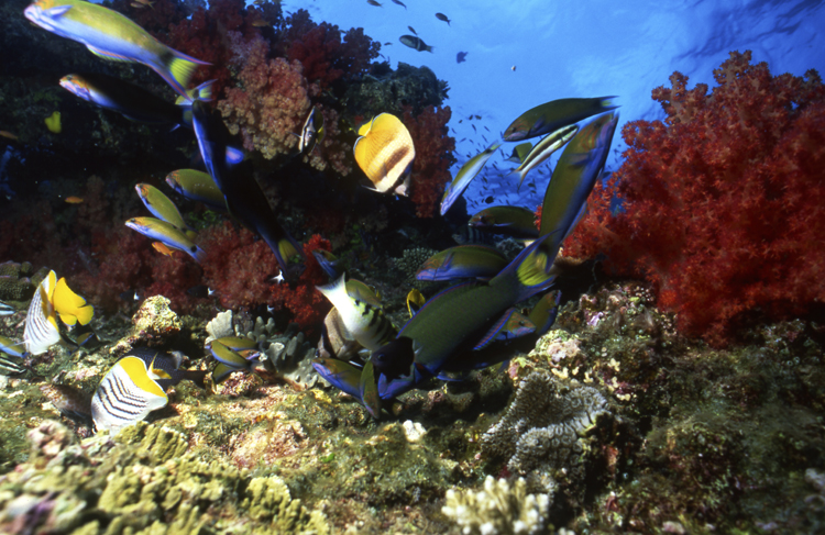 Underwater;Fiji;reefs;two schools;F464 7H