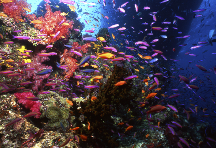 Underwater;Fiji;reefs;two schools;anthias fish;F467 7H